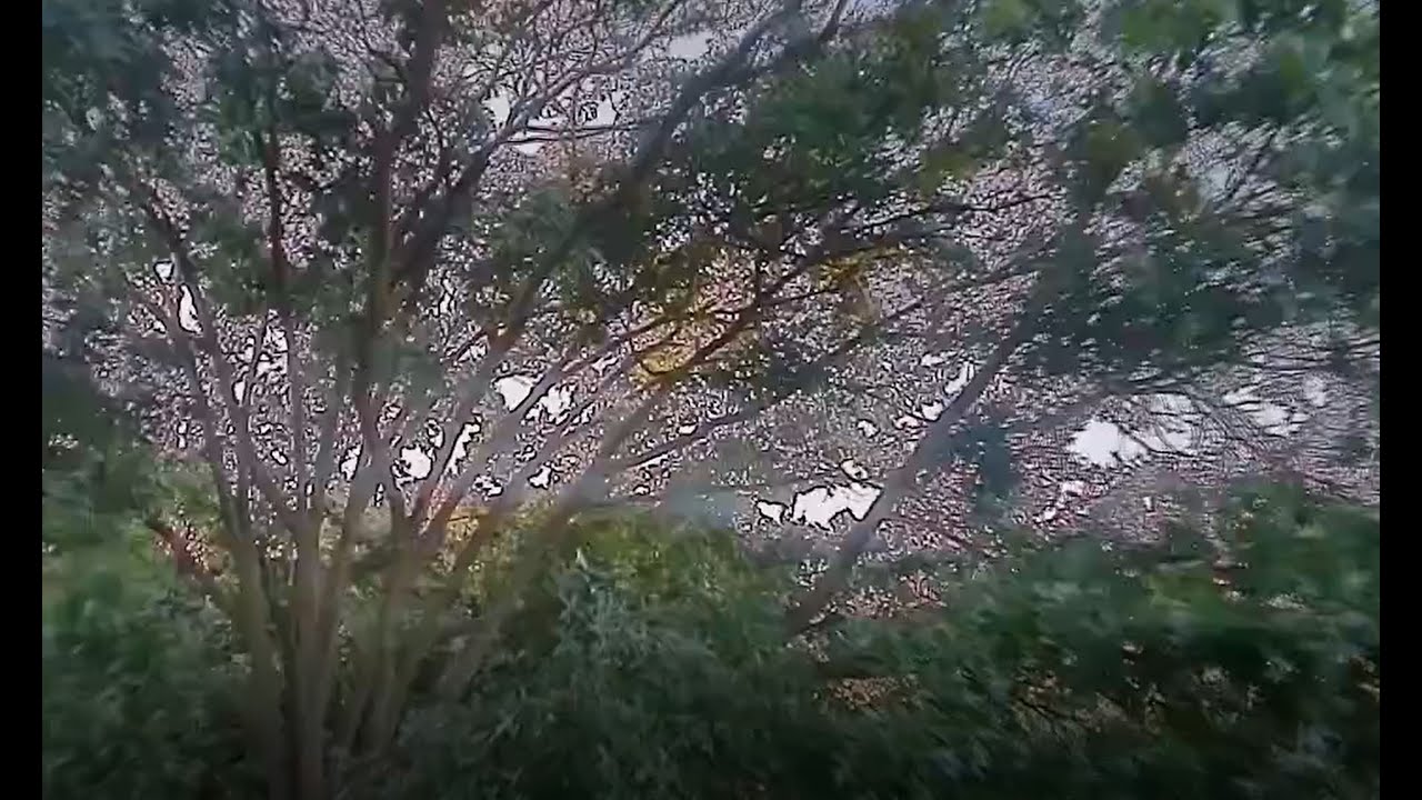 tree surfing with the iFlight Alpha A85 mini fpv drone