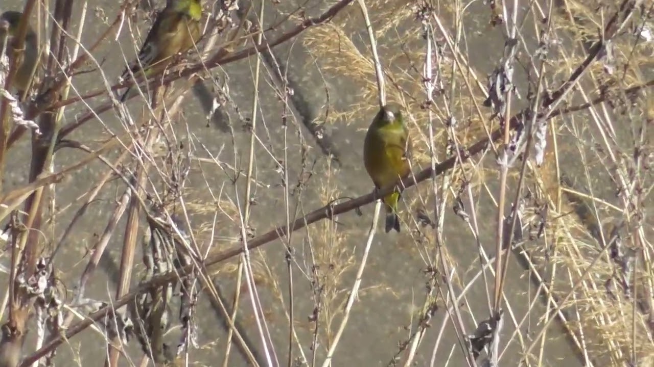 早渕川の木の上で群れてたカワラヒワ