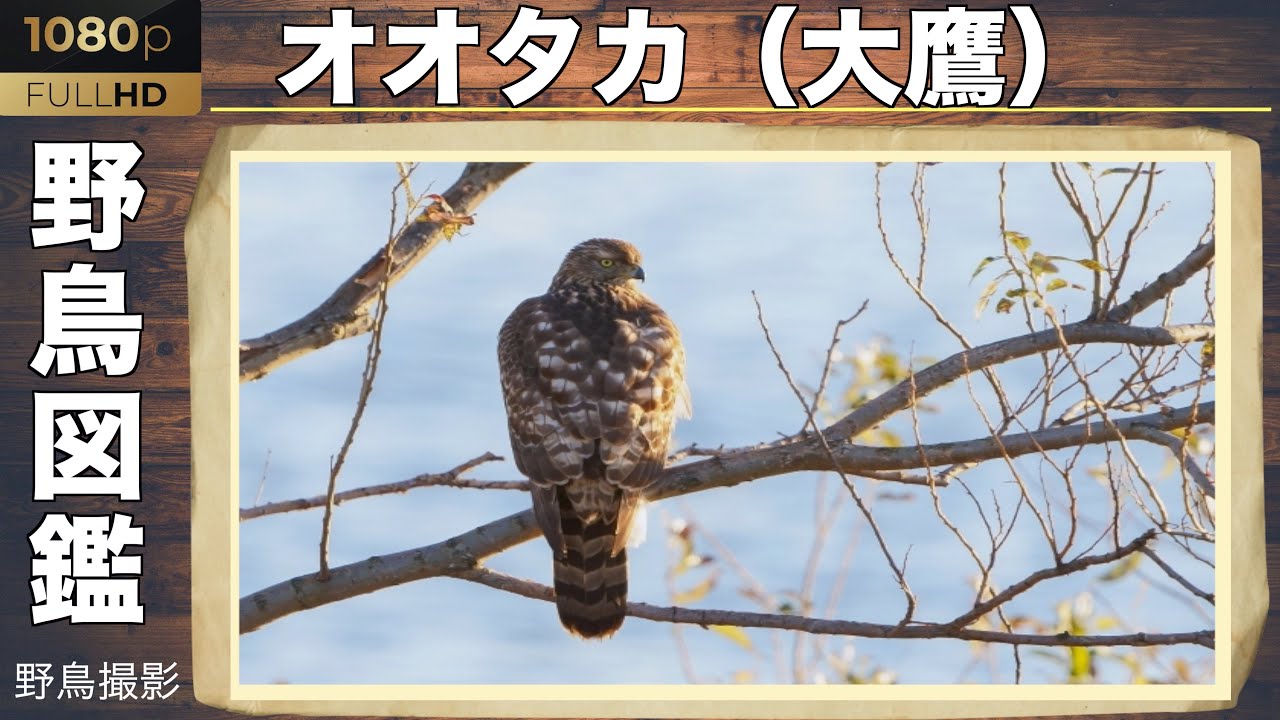 【野鳥撮影】2021年 【オオタカ】東京で猛禽類撮影！野鳥撮影初心者が4k撮影！野鳥図鑑を作ろう！Discovering a young goshawk, a bird of prey