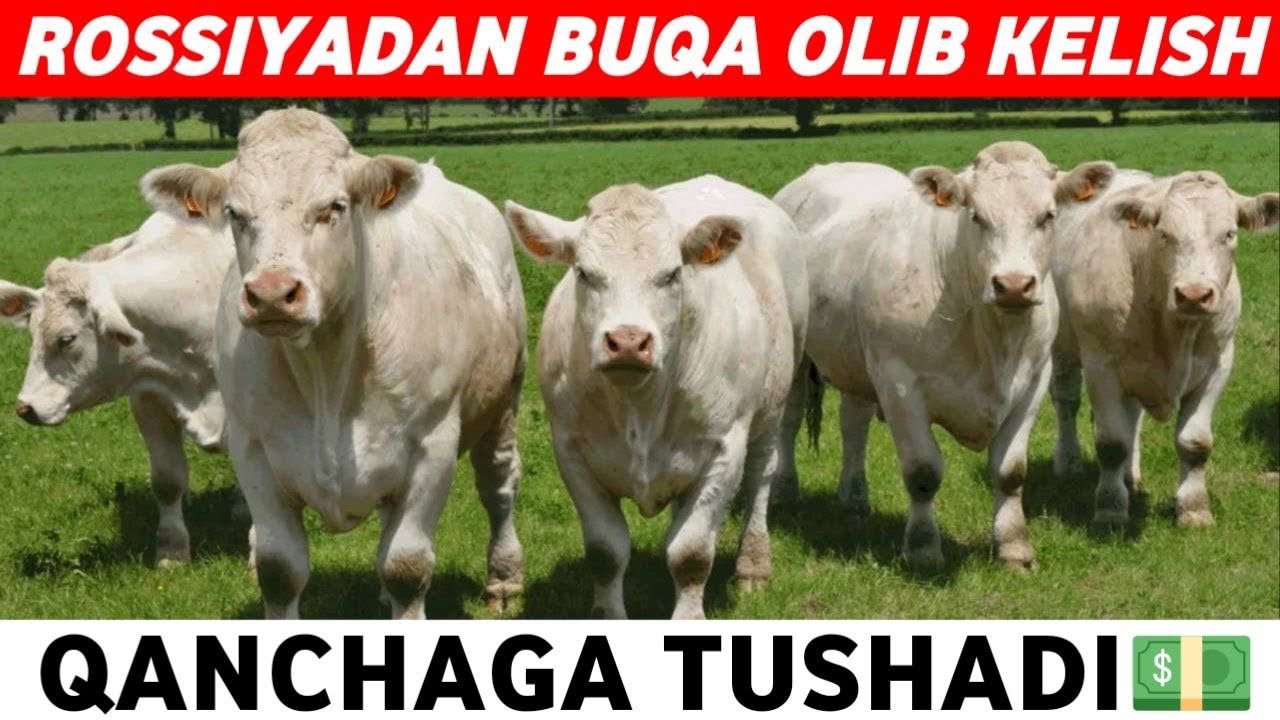 ROSSIYADAN BUQA OLIB KELISH,YO’L XARAJATLARI,DOKUMENT NARXLARI