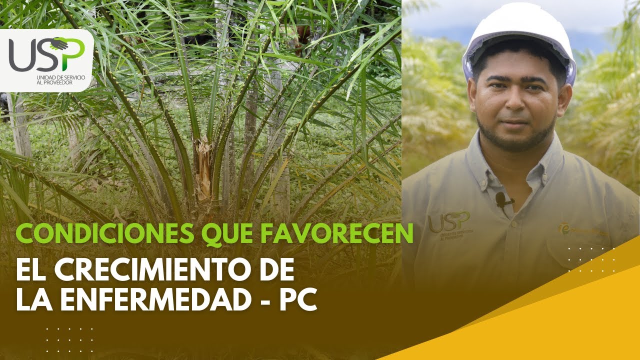 Condiciones que favorecen el crecimiento de la enfermedad - PC