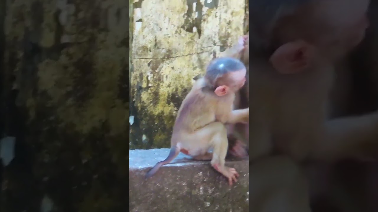 Poor little baby monkey #monkey #animal #fyp #love #foryou #foryoupage #video #fb #reels #reel #shor