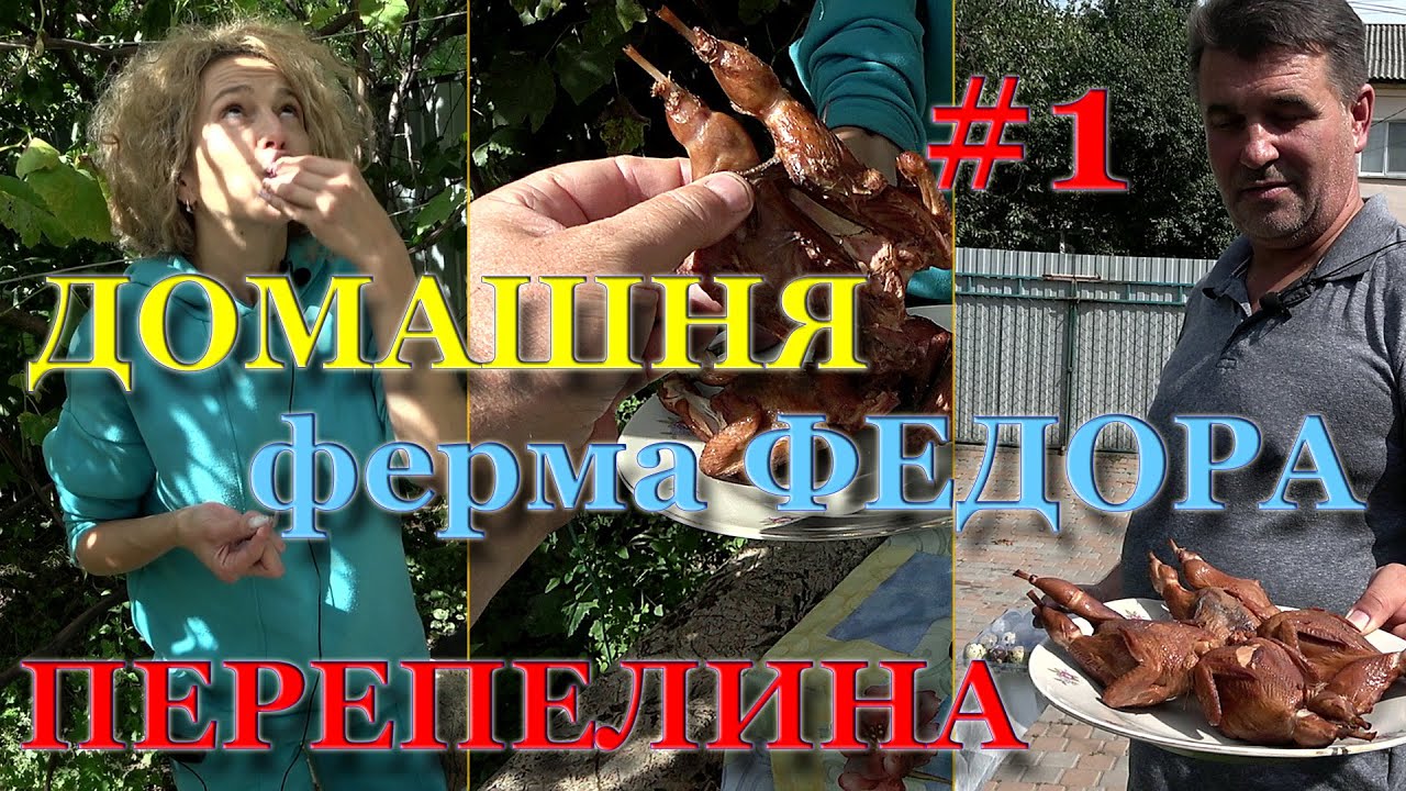 Перепелиная Ферма как заработок. Все про частный перепелиный бизнес. В гостях у Фёдора. Часть 1