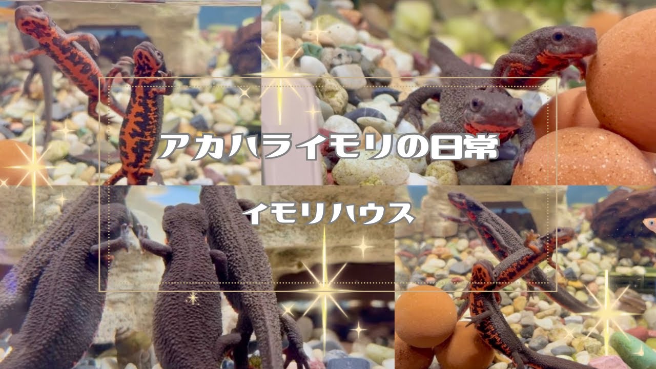 ✲賑やかな春のようなイモリハウス✨#アカハライモリの日常