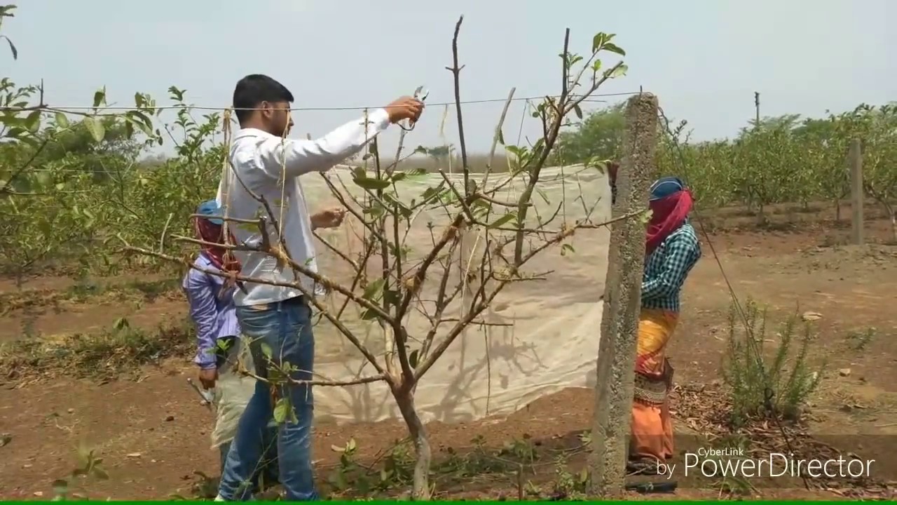 Pruning of VNR Bihi Plants