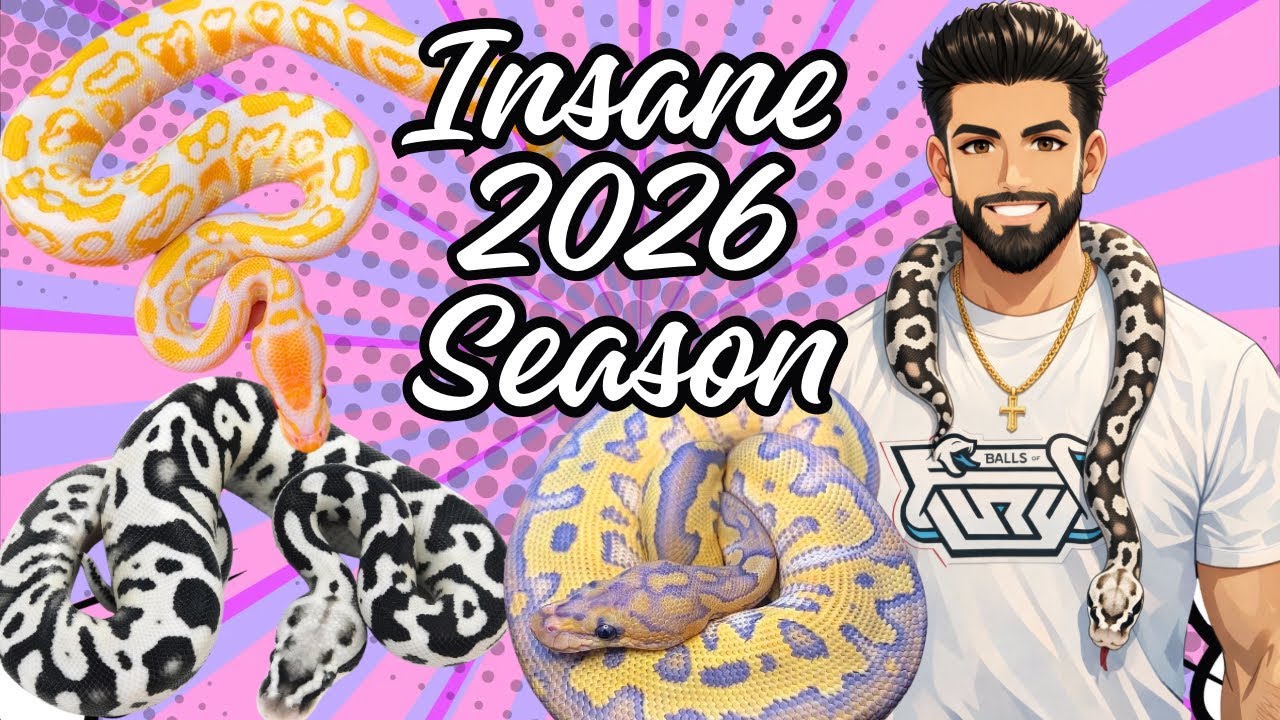 You Won’t Believe The INSANE Ball Pythons We Could Produce In 2026!!!
