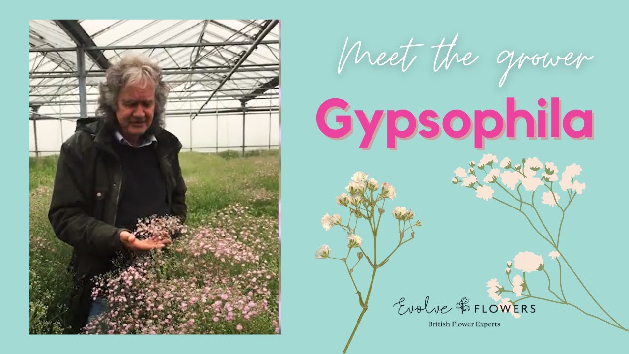 Product Focus: Gypsophila