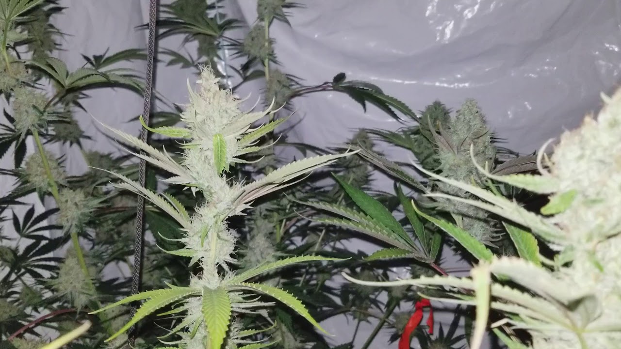 Almost harvest day! 9/18 Jesus OG, Fruity Chronic Juice and Mr. Cruz