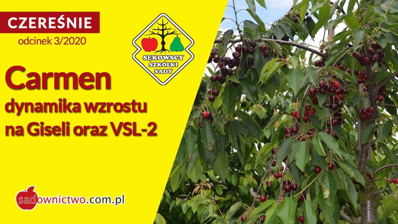 🍒 Czereśnie 2020: Odmiana Carmen oraz dynamika wzrostu na Gisela i VSL-2 - [odcinek 3/12]