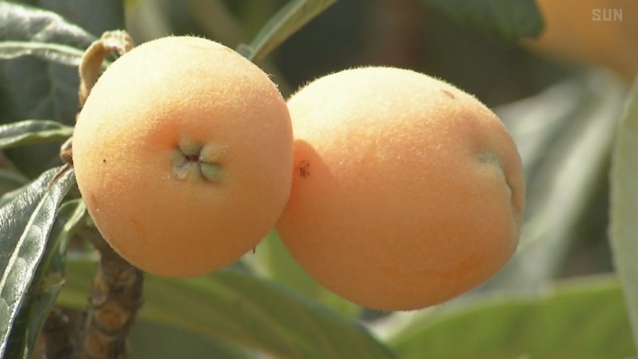 甘く大粒の実　特産ビワの収穫シーズン