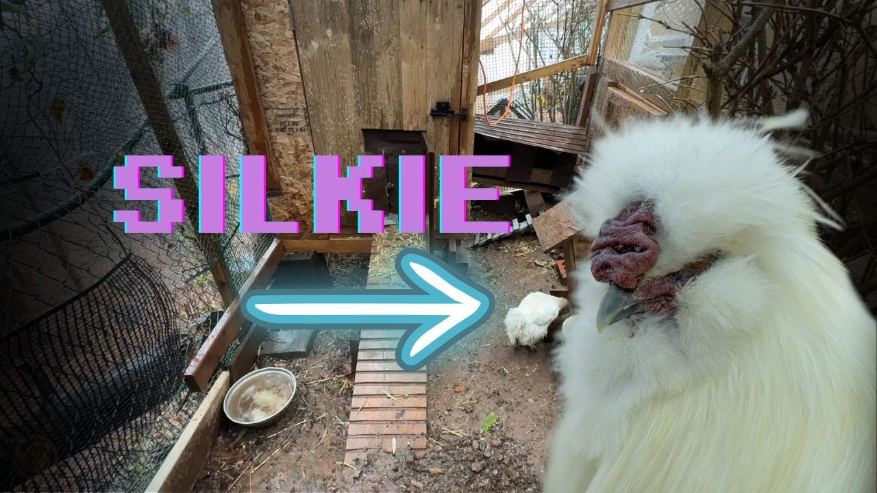 Our Silkie Laid Eggs ~ Backyard Chickens in Winter |