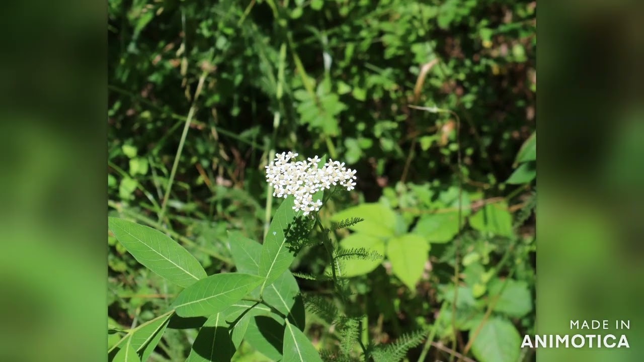 nature slide show