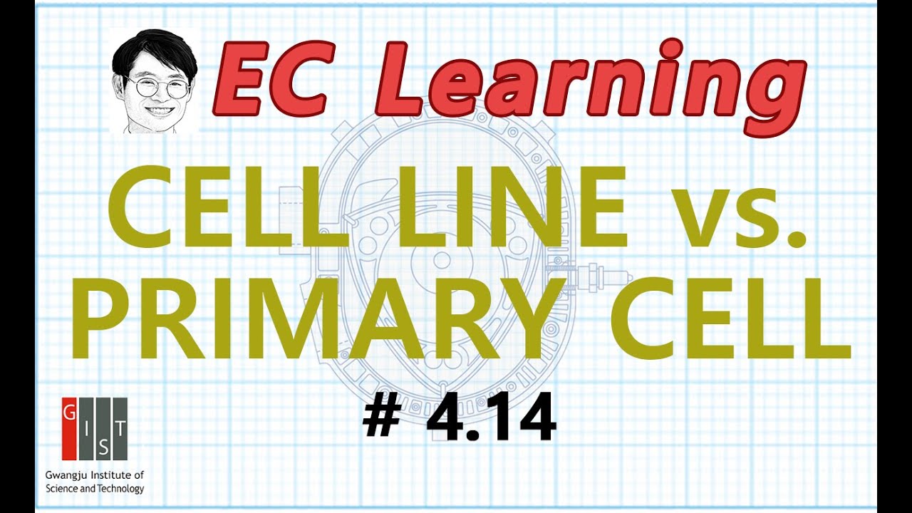 4.14 Cellular Principles: Immortalized cell line vs.  Primary cell culture