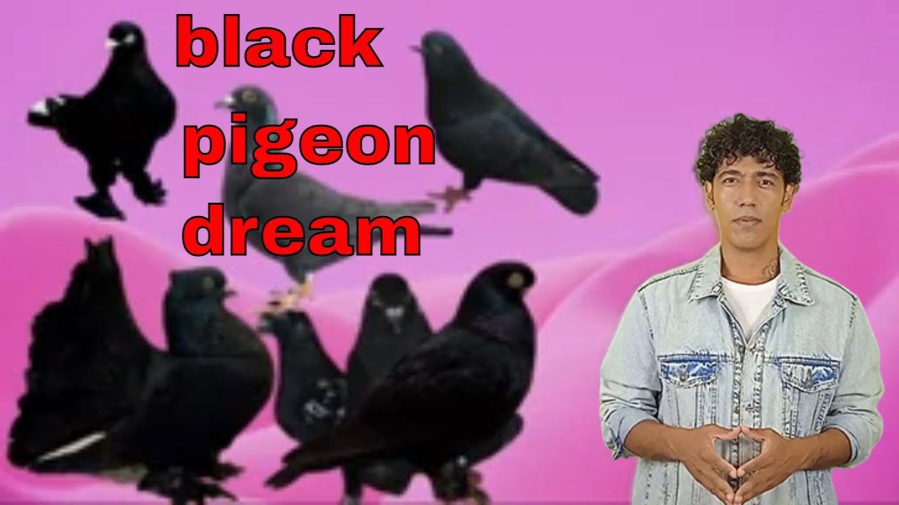 seeing a black pigeon in a dream