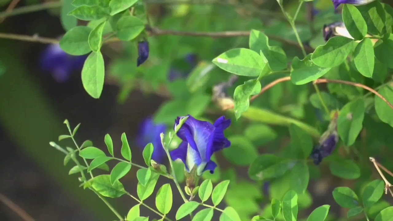 Nature video..... bluebellvine... #nature video...