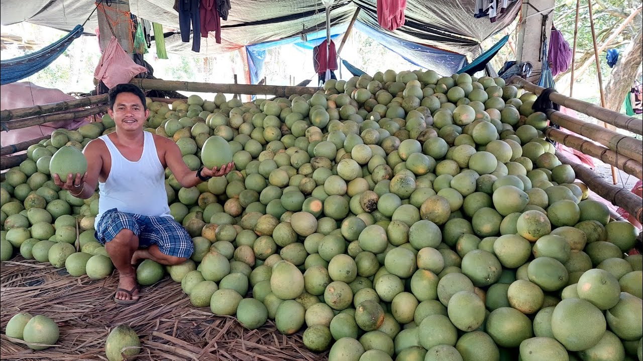 Bakit Mas Maganda at Kikita ka sa Pomelo Business?