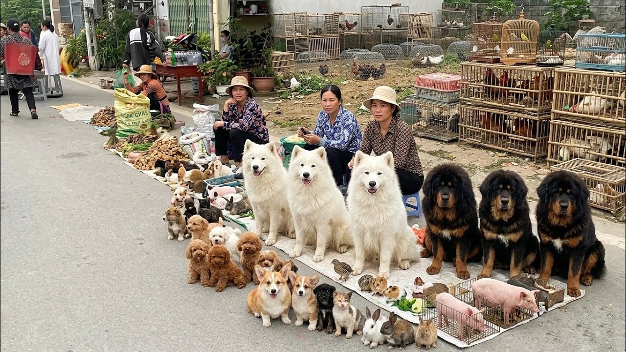 Inside Vietnam's Busiest Animal Market &ndash; What Are They Selling Here?