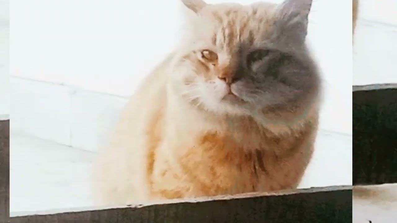 Hungry Cat Snatching Chicken From My Hand 😂🍗 | Funny & Cute Cat Moments