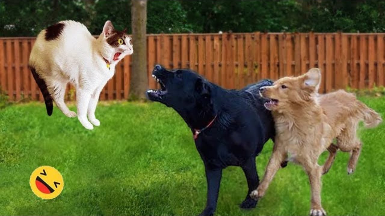 New funny videos with CATS🐱 and DOGS🐶 Funniest ANIMALS 🤣2025
