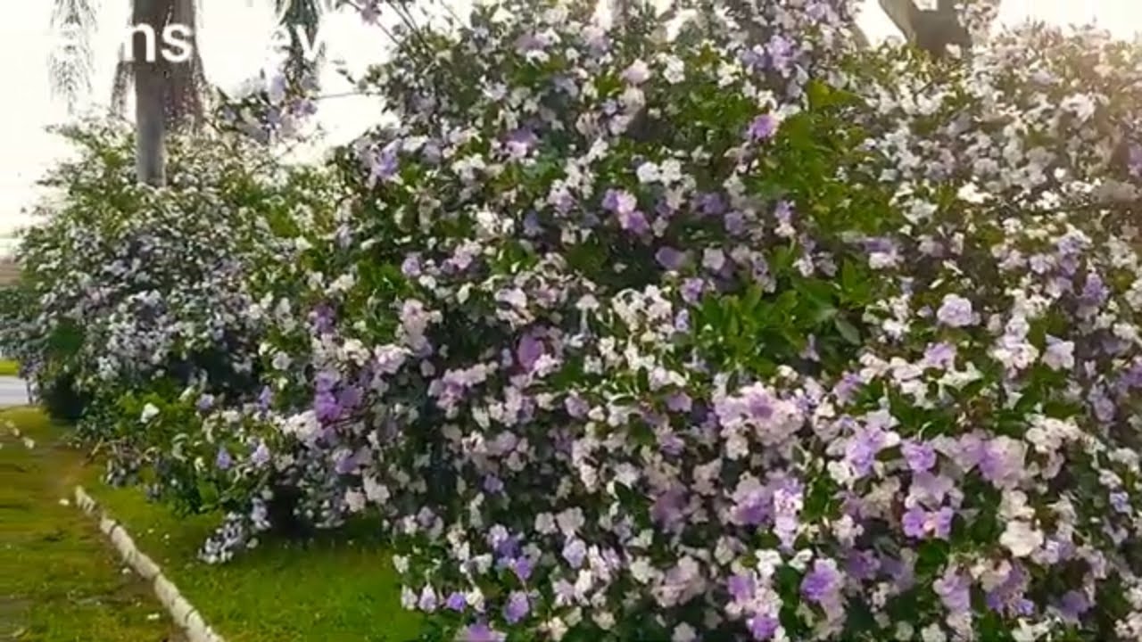 Manacá de Cheiro Explosão de Flores e Perfume no Jardim