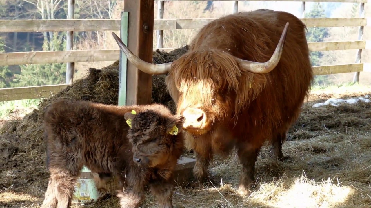Bei uns im Schwarzwald 