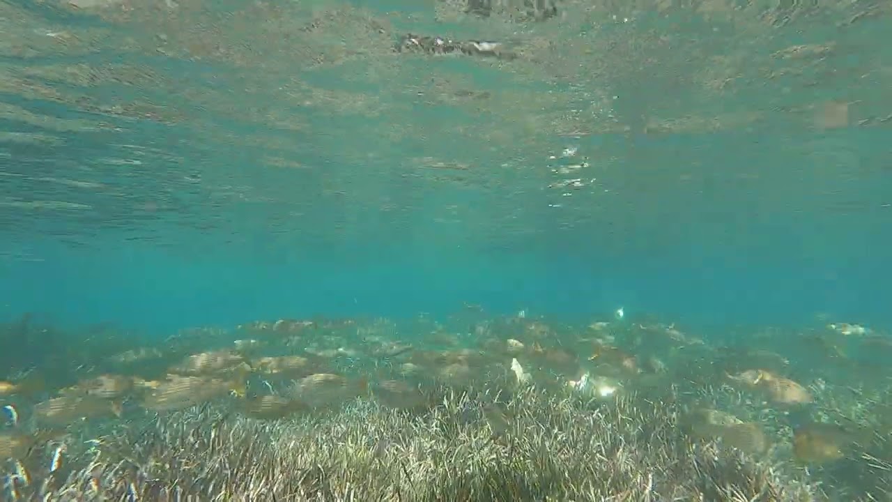 Salpes (Sarpa salpa) i Joells (Atherina boyeri)