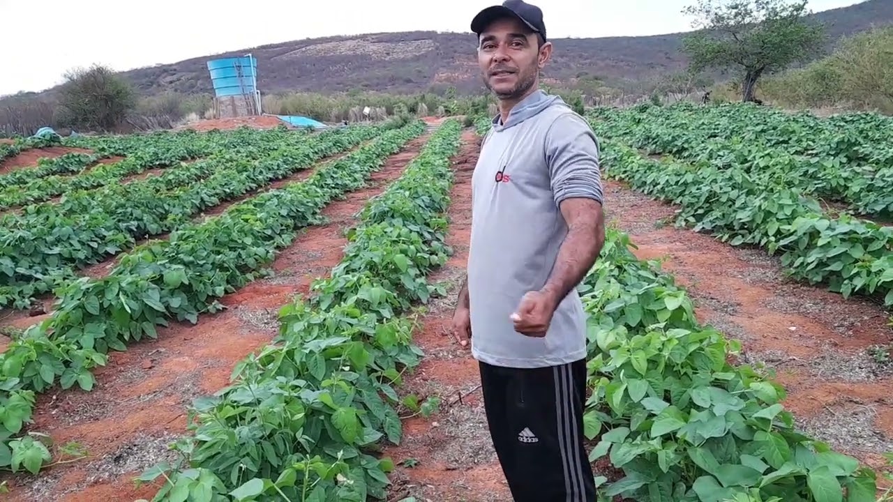 A minha plantação de feijão de corda está crescendo muito rápido