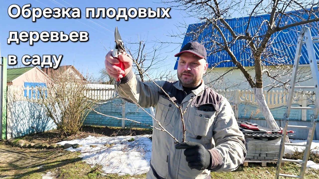 Весенняя обрезка плодовых деревьев в саду. 15.03.2026