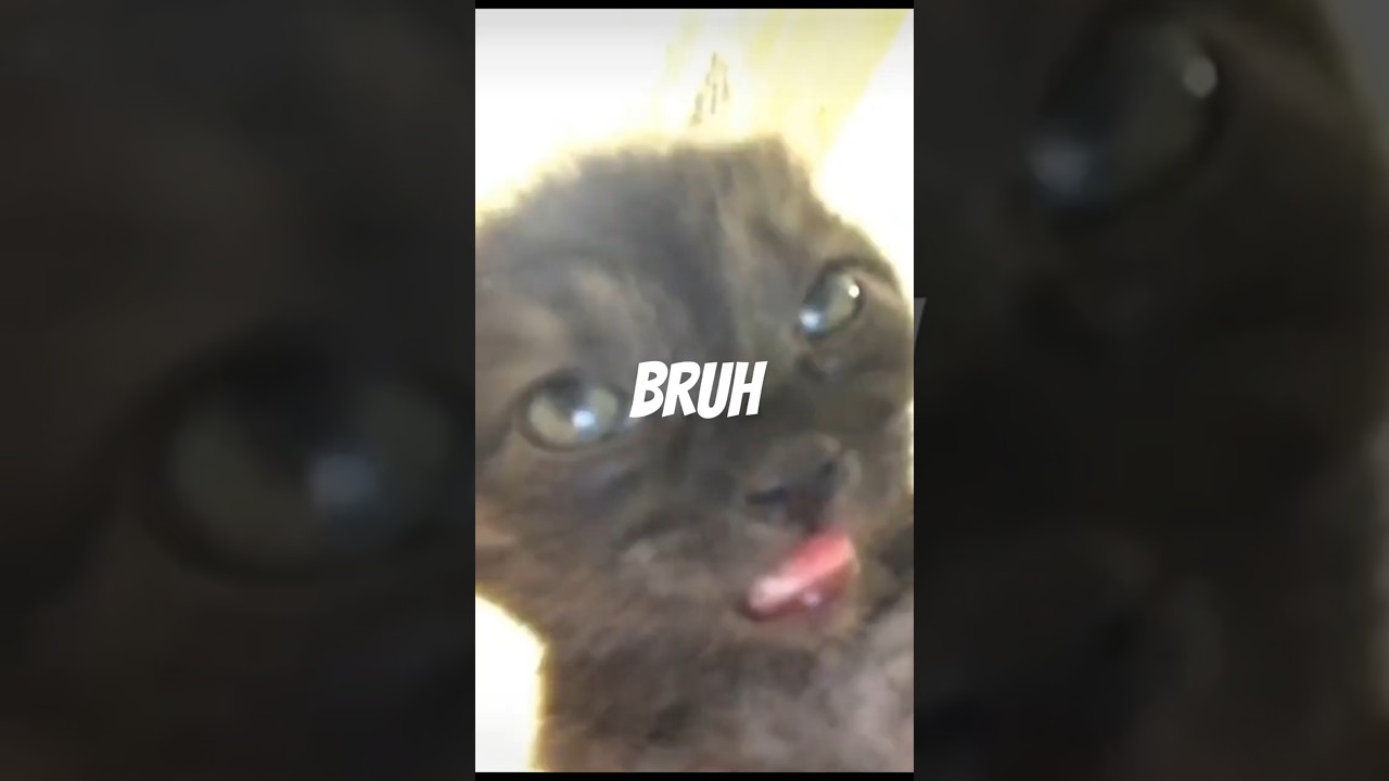 This Cat’s Hilarious Antics Were Perfectly Caught on Camera! 🤣🐾 