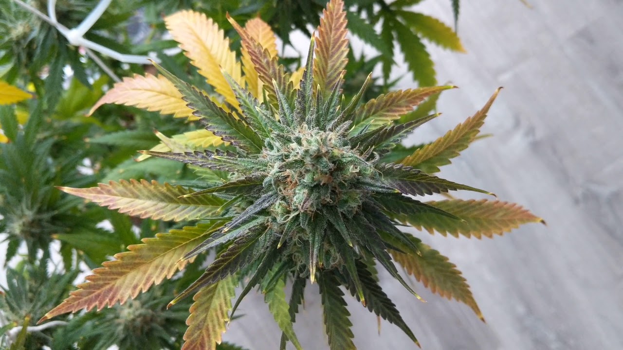 Week 8.5 flower - WeedMD medical clone Shishkaberry