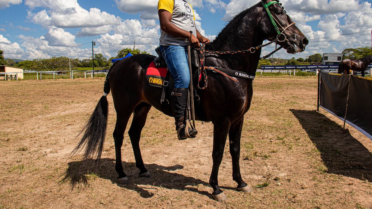 CAVALOS Á VENDA DIRETAMENTE DO HARAS ATUAL EM AGRESTINA PE!! SÓ CVALO DE RAÇA PURA!!