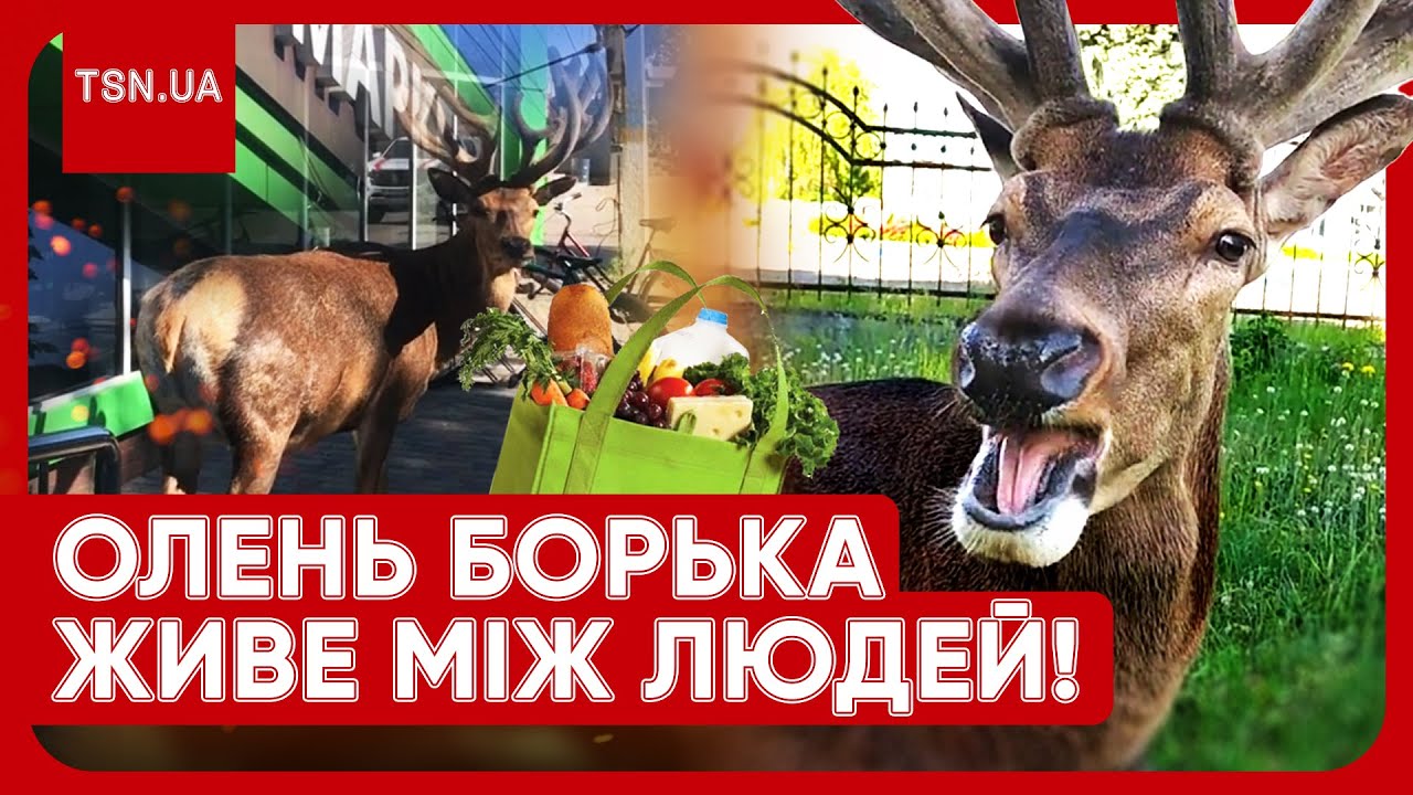 🦌❤️ 