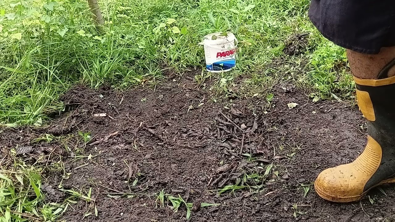 Cara menanam bibit cabe jamu dari sulur cacing secara langsung ke lahan