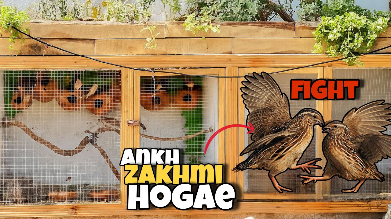 Mini Aviary K Batairo Mein KhatarNaak Larae Hogae🙁😬