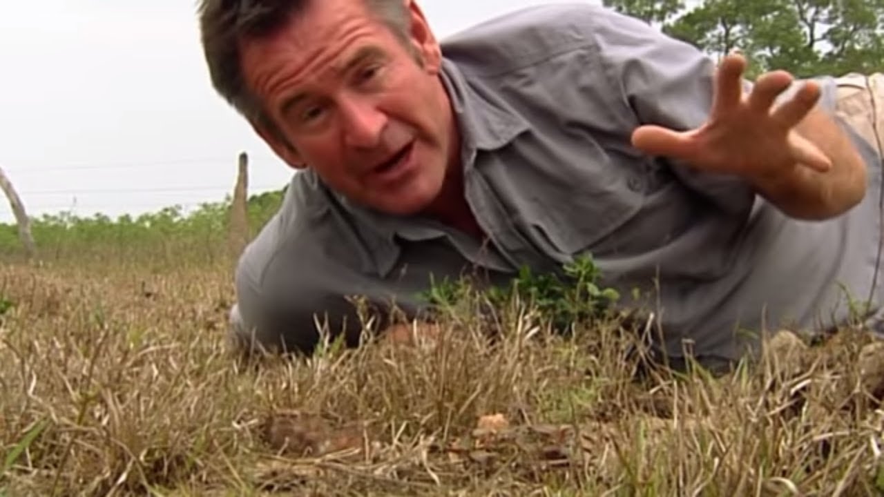 Jaguar Adventure With Nigel Marven - The Thorny Forest | Wildlife Documentary | Natural History