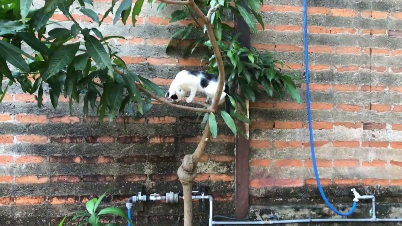 Cat vs Tree! Watch This Mini Tiger Climbing Like a Pro 🐾🌳