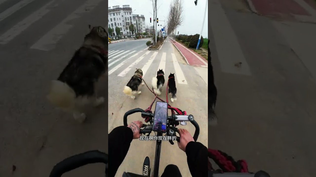 I found that my videos have colors now. From now on all my videos will have colors#Husky#E