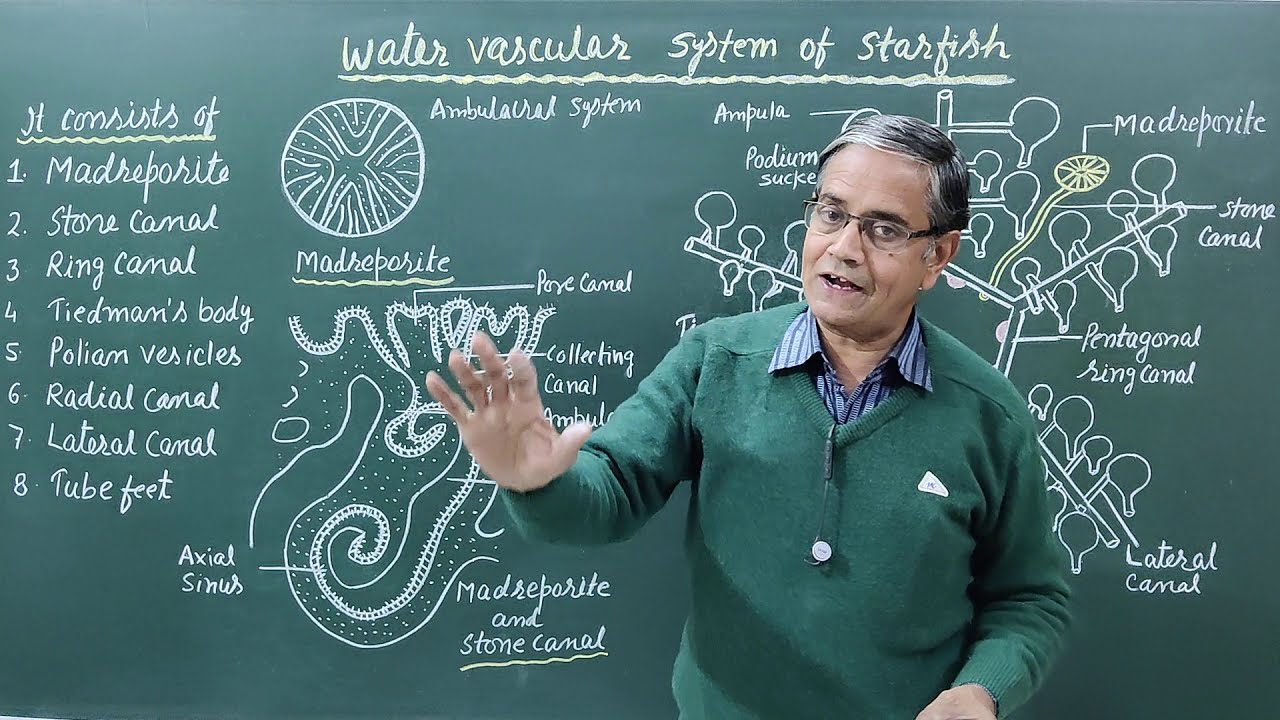 Water Vascular System of Starfish