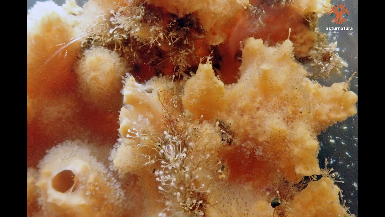 Desmacidon fruticosum