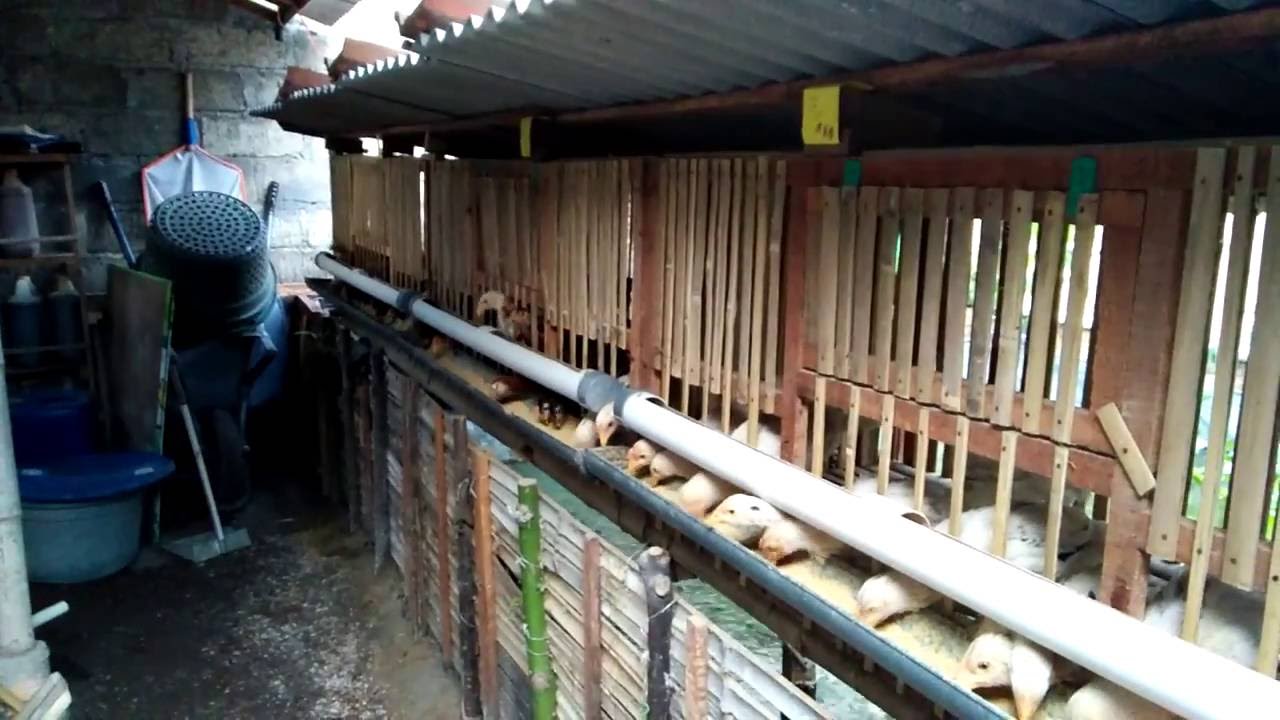 ternak ayam joper pola hcs plus lele