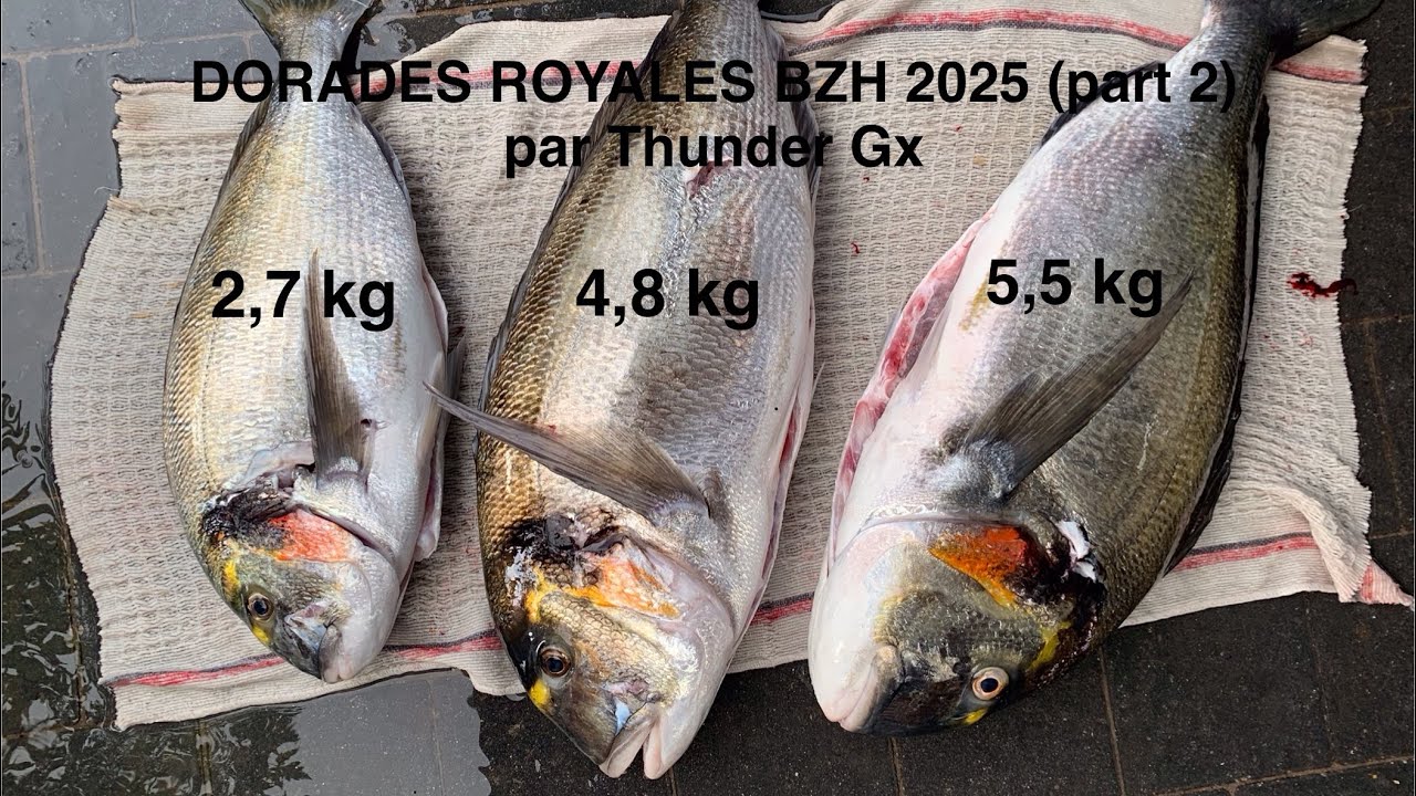 Pesca sub doradas bretaña  2025 chasse sous marine (part 2/4)