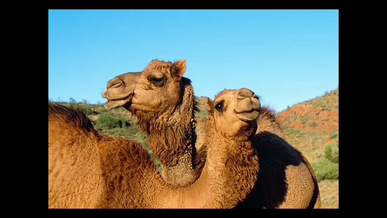 Three Drives Camel - (Greece 2000 Remix Slideshow)