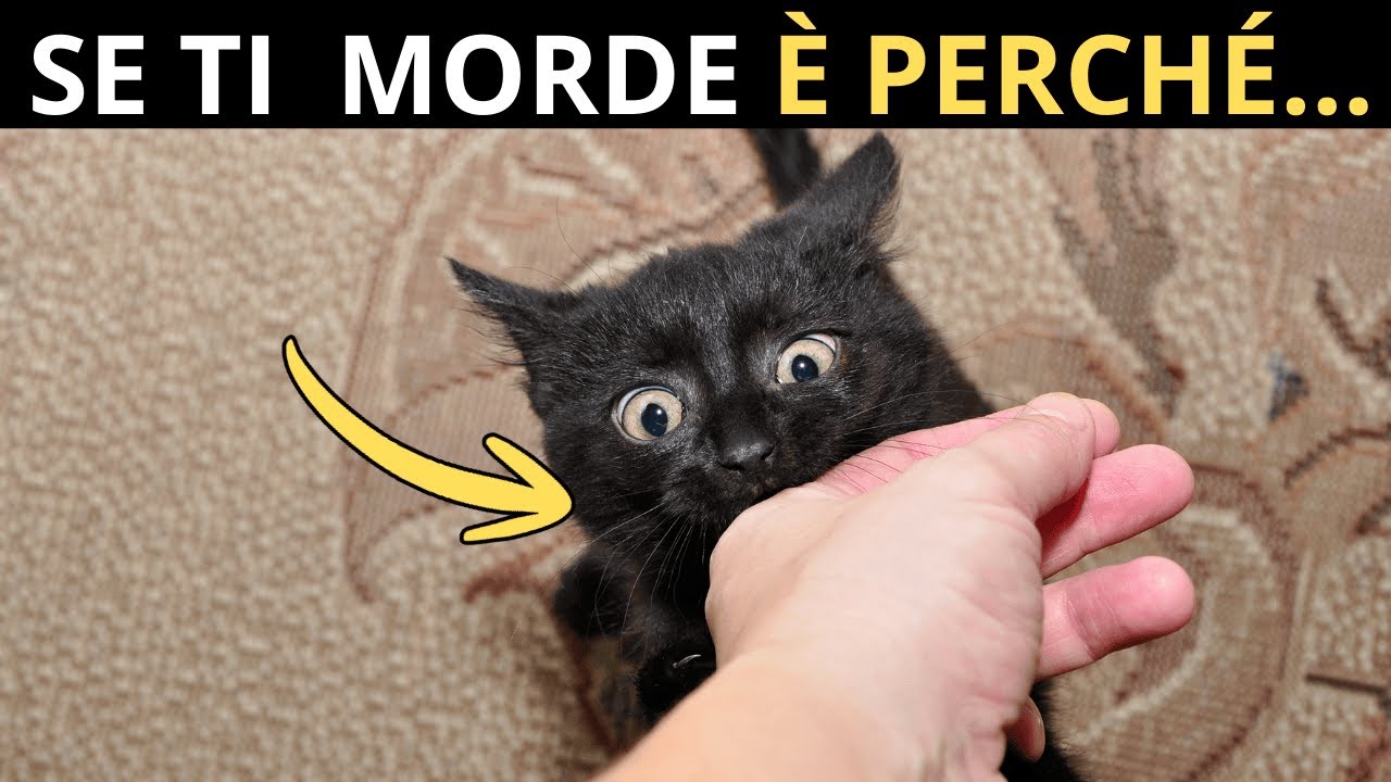 Mi dispiace, ma se il tuo gatto NON fa questo… NON sei la sua persona preferita.
