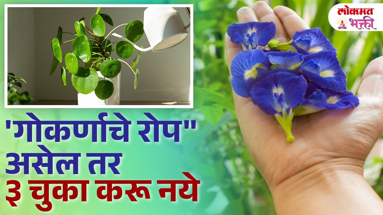 Gokarnichya Ropasathi Vastu Tips | Gokarnichya Poolach Upay | #gokarnacheropupay #vastushastra | SG3
