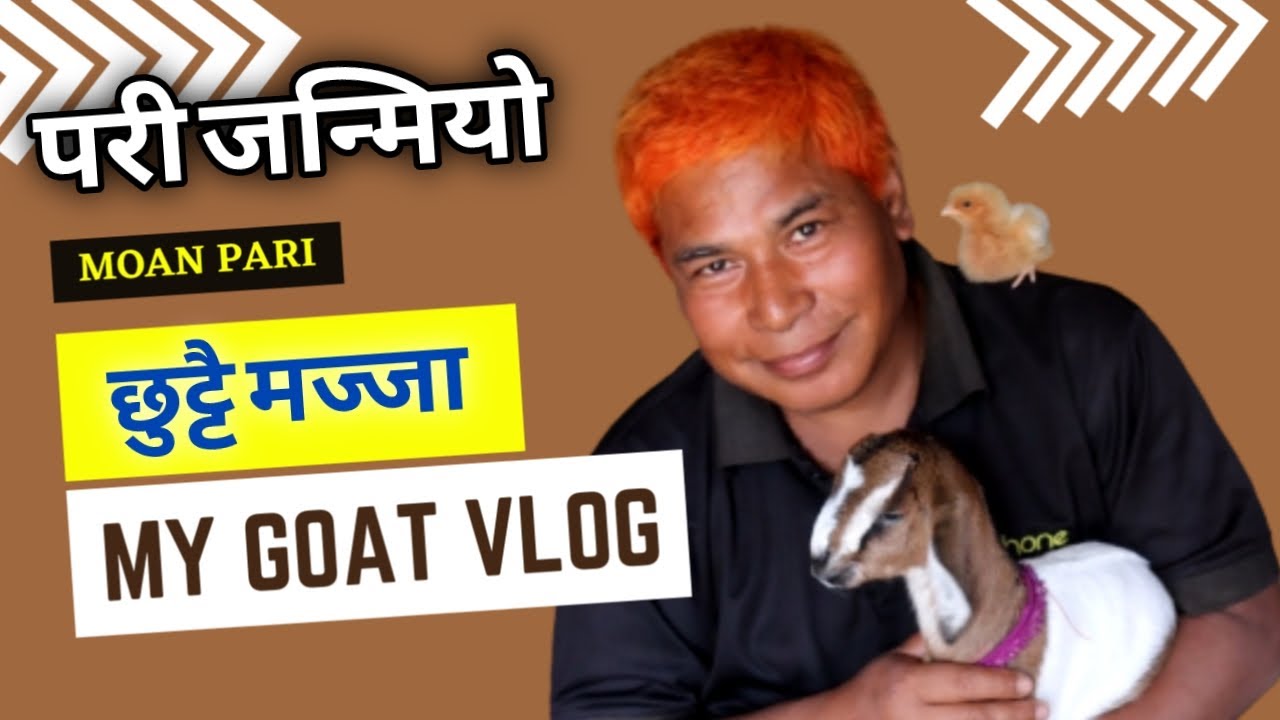 हाम्रो घरमा परीको जन्म भयो Goat Vlog Birth of Soan and Moan Pari | Goat Farming | Vlog by Onic Agyat