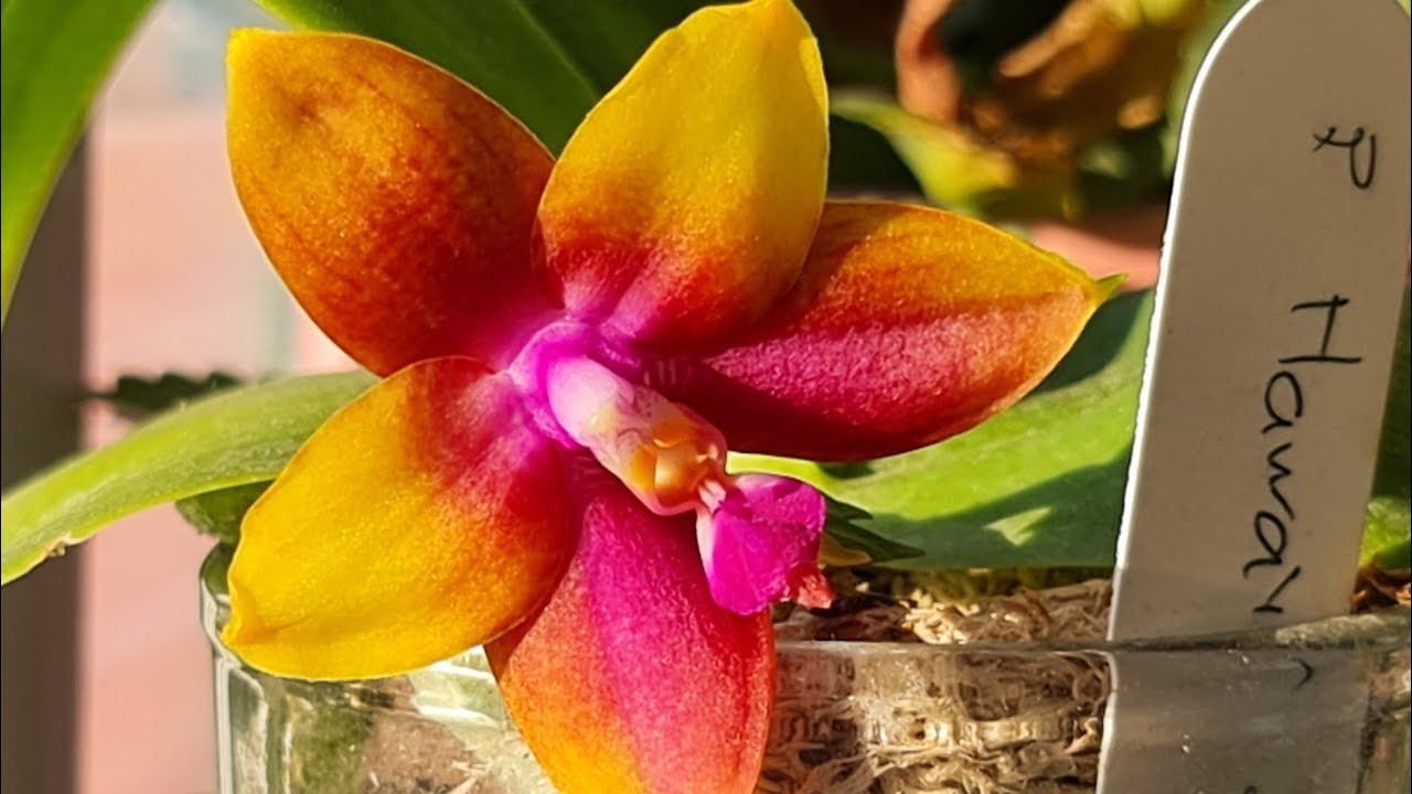 орхидея фаленопсис Гаваи Драгон Гёл ( Phalaenopsis Hawaii Dragon Girl)