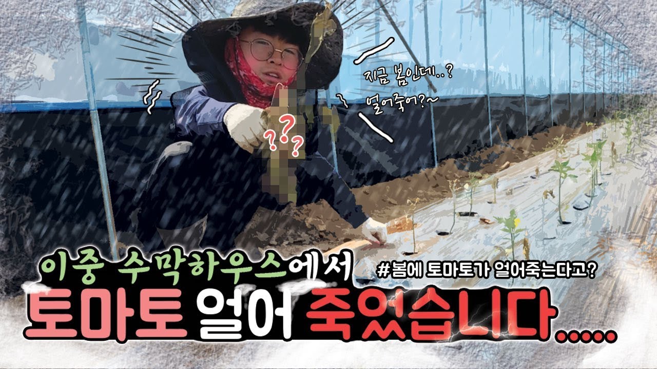 수막 하우스에서 토마토가 얼어죽었습니다...