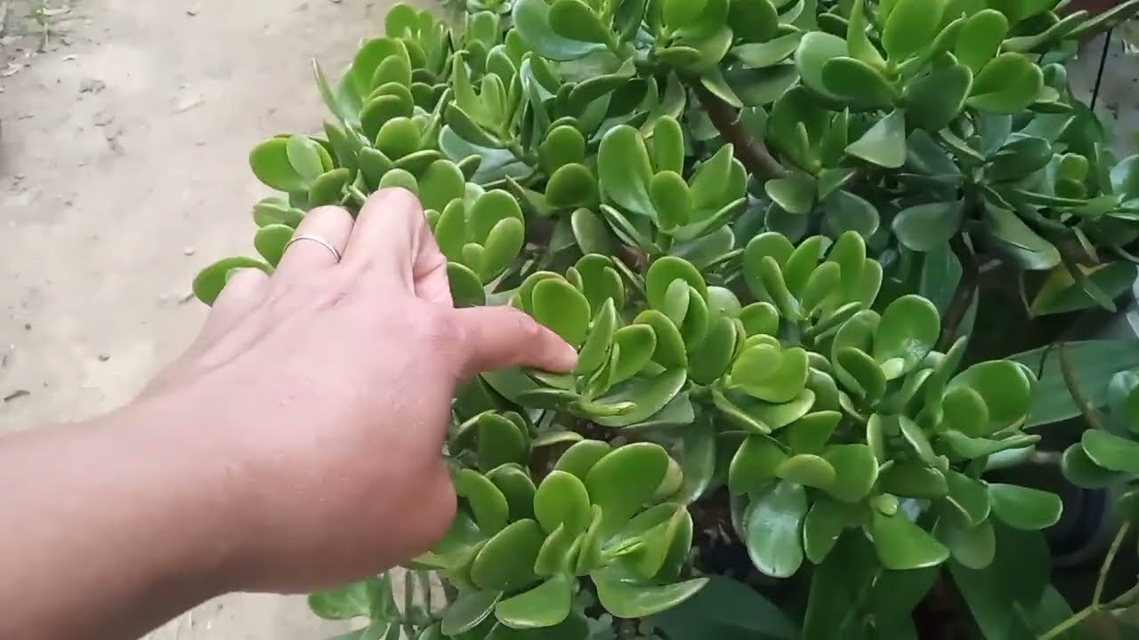 Crássula ovata gólum(suculenta Jade ,orelha de shurecke)