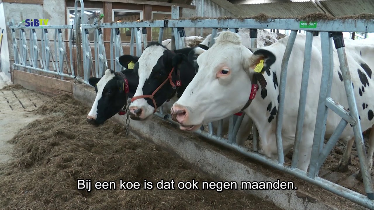 SiBTV | Er Op Uit -  Biologische melkveehouderij (2019)