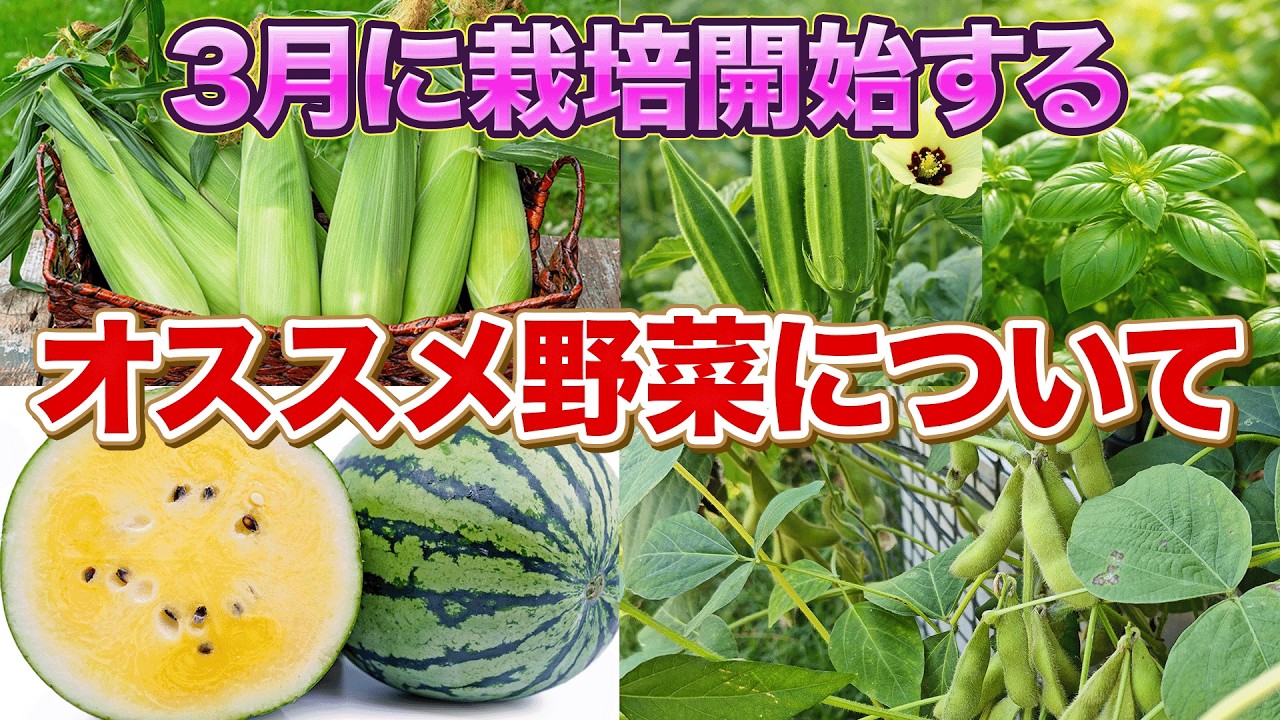 【チャレンジして】3月から栽培開始する王道夏野菜以外のものについて